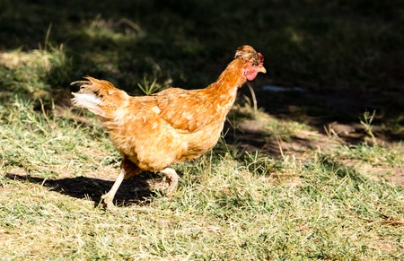 Chicken for a walk on the farmの写真素材