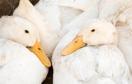 Duck for a walk on the farmの写真素材