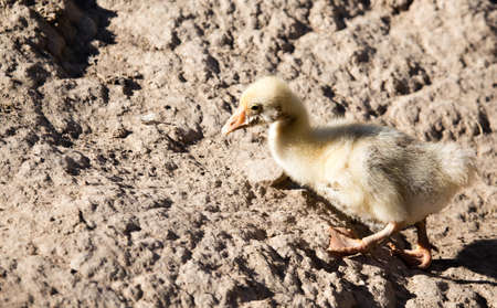 Duck for a walk on the farmの写真素材