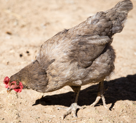 Chicken for a walk on the farmの写真素材