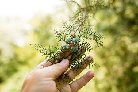 Fruit thai on a tree in the natureの写真素材