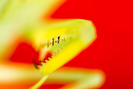 The paw of a green mantis in natureの写真素材