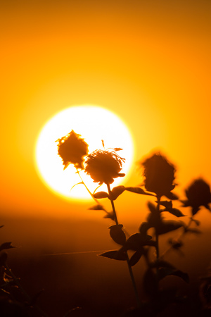 Silhouette of grass on a golden sunsetの写真素材