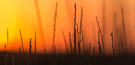 Silhouette of grass on a golden sunsetの写真素材