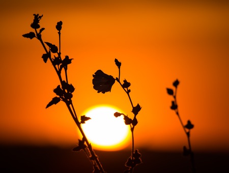 Silhouette of grass on a golden sunsetの写真素材