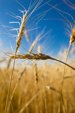 Yellow ears of wheat against the blue skyの写真素材