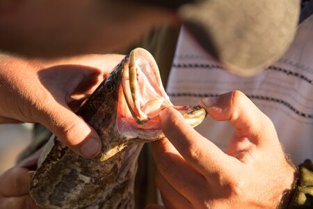 The fisherman caught the fish on a fishing poleの写真素材