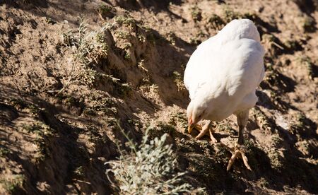 Chicken for a walk on the farmの写真素材