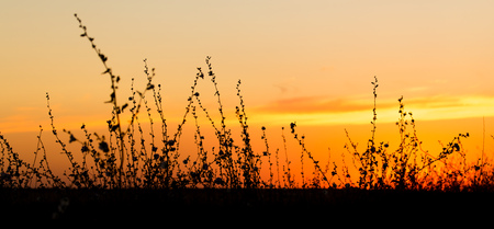 Silhouette of grass on a golden sunsetの写真素材