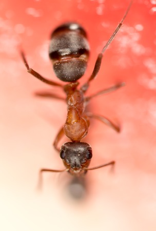 An ant on a red watermelonの写真素材