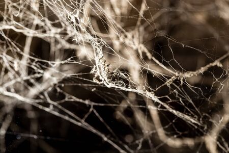 Spider web on the ceiling as a backgroundの写真素材
