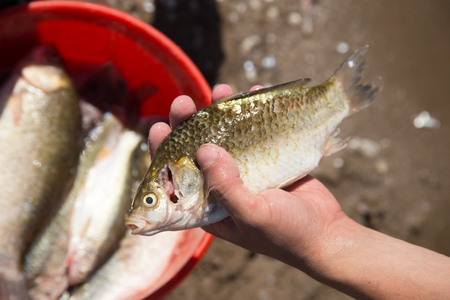 Fisherman to clean a fish with a knife on the river