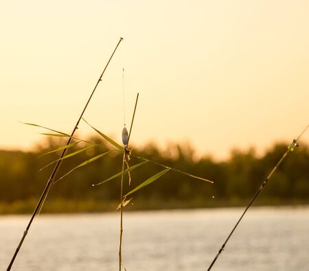 Bulrush hanging on a lure at sunset