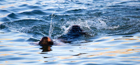 The man is swimming in the lakeの写真素材