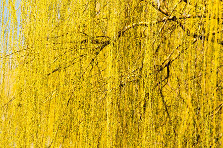 yellow flowers on willow branches in natureの写真素材
