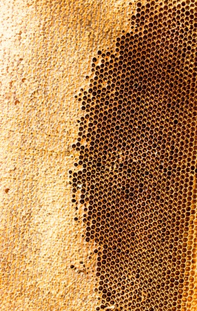 honey comb with honey as a backgroundの写真素材