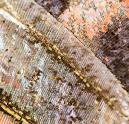Drawings on the wing of a butterfly as a background