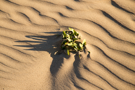 A plant on the sand in the desertの写真素材