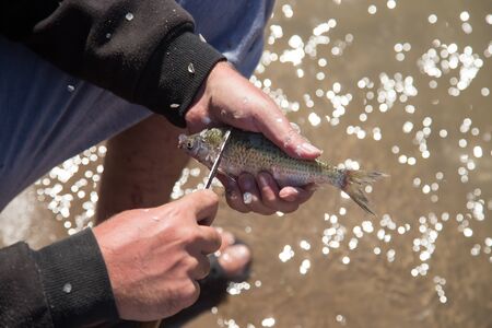 Fisherman to clean a fish with a knife on the riverの写真素材