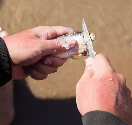 Fisherman to clean a fish with a knife on the riverの写真素材