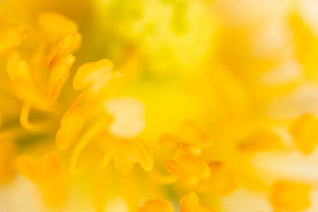 Yellow pollen on a flower in natureの写真素材