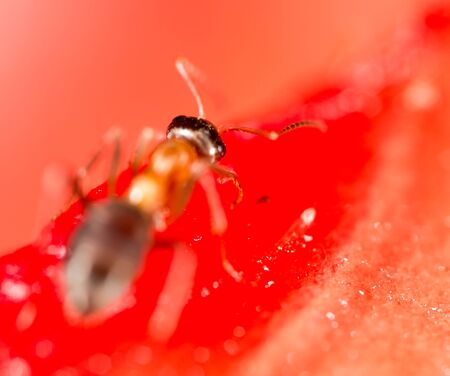 An ant on a red watermelonの写真素材