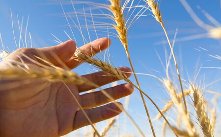 Yellow ears of wheat in hand in natureの写真素材