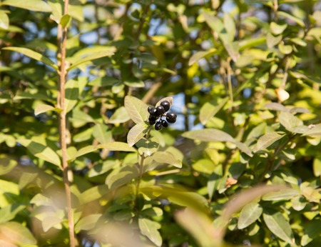 Deep blue and glossy berries on a shrub of the Wild Privet, Ligustrum vulgare, in autumnの写真素材