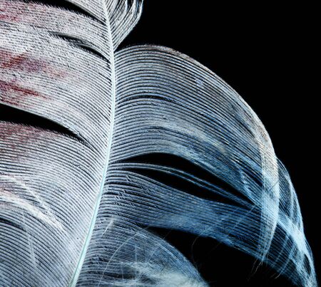 feather on a black background