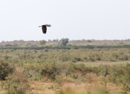 bird in flight