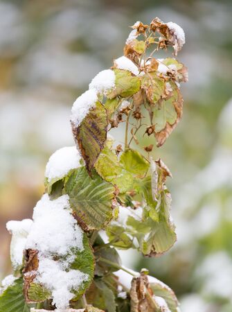 raspberry leaves in snowの写真素材