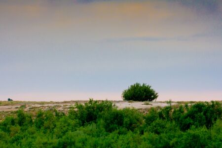 prairie with a tree on the natureの写真素材