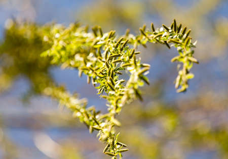 yellow flowers on willow branches in nature