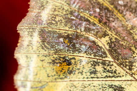 Drawings on the wing of a butterfly as a background