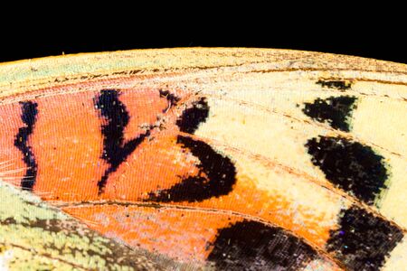 Drawings on the wing of a butterfly as a backgroundの写真素材