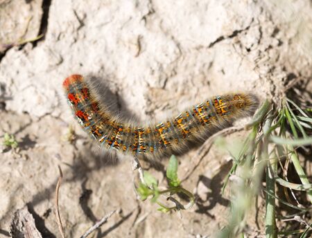 caterpillar on the ground in the nature close-upの写真素材