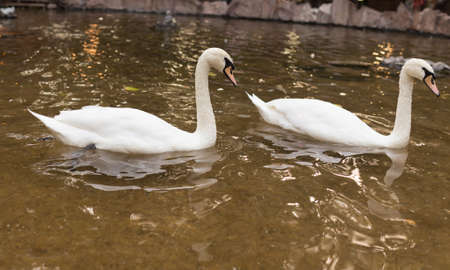 two swans on the pond