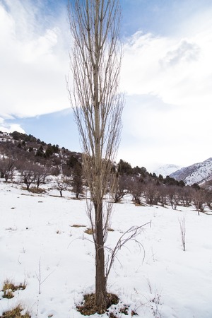 Nature in the Tien Shan mountains in winter. Kazakhstanの写真素材