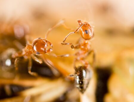 Ants eat a blacksmith in natureの写真素材