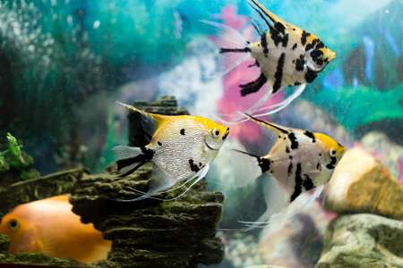 a fish floats in an aquarium at homeの写真素材