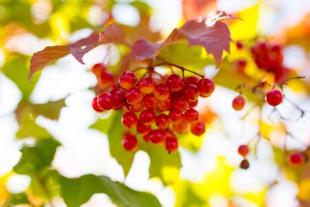 red viburnum berries on a tree branchの写真素材