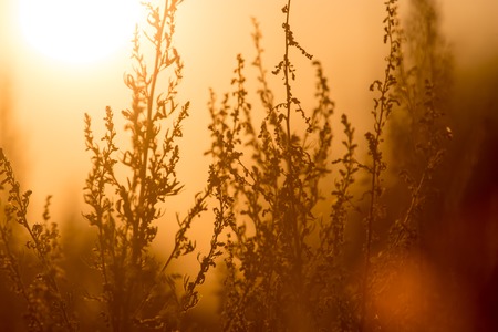 dry grass on the golden sunset as backgroundの写真素材