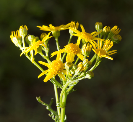 yellow flower in a parkの写真素材