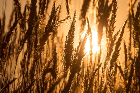 dry grass on the golden sunset as background