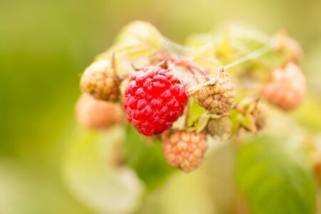 ripe red raspberries in the garden in the nature