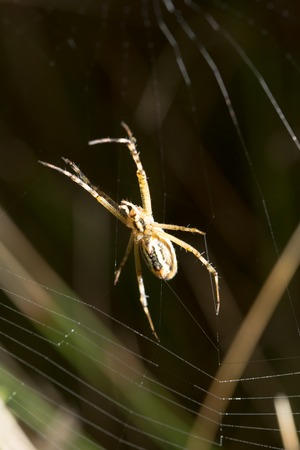 the spider sits on a wet webの写真素材