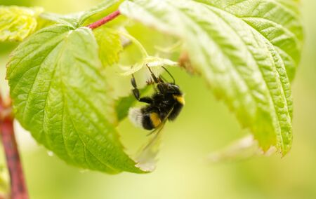 a bee on a flower in raspberriesの写真素材