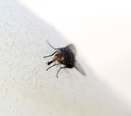 Fly on white sweet cotton wool.