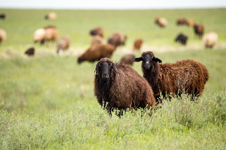 Ram in the pasture in the spring