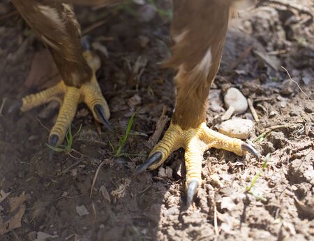 Eagles feet on the groundの写真素材